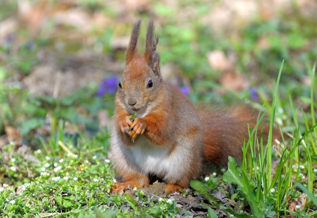 Rotes Waldeichhörnchen, das draußen spielt.