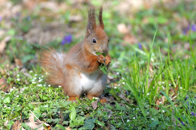 Rotes Waldeichhörnchen, das draußen spielt.