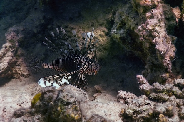 Rotfeuerfisch giftiger Korallenrifffisch, invasive Arten (Pterois volitans) Tropische Gewässer, Meereslebewesen