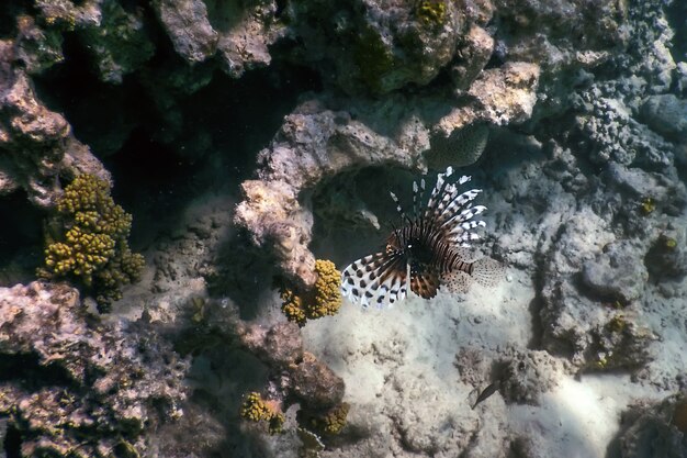 Rotfeuerfisch giftiger Korallenrifffisch, invasive Arten (Pterois volitans) Tropische Gewässer, Meereslebewesen