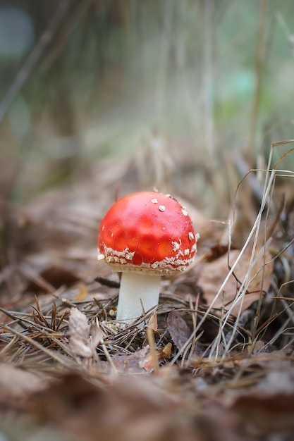 Foto rotfliegen-agar in den blättern des herbstwaldes schönes rotes märchen-fliegen-agar giftpilz im wald nahaufnahme amanita muscaria