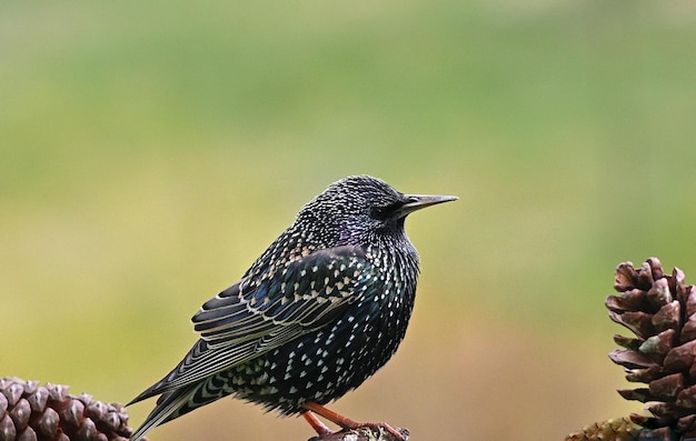 Rotflügelige Amsel