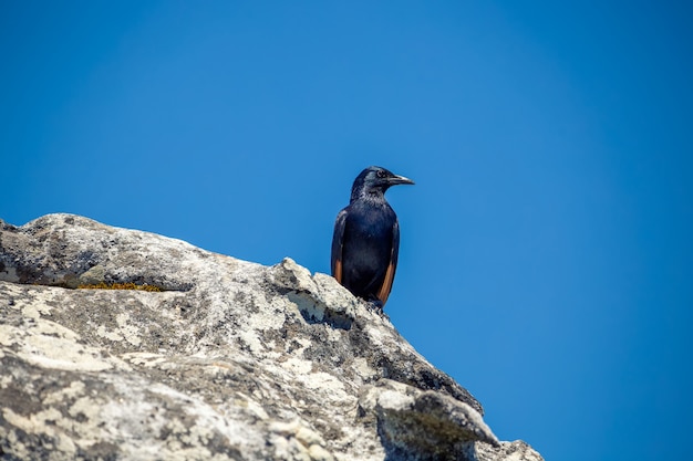 Rotflügeliger Star, der oben auf Tafelberg, Südafrika sitzt