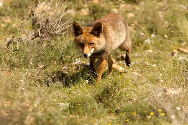 Rotfuchs am frühen Morgen, Säugetiere, Tiere, Vulpes vulpes