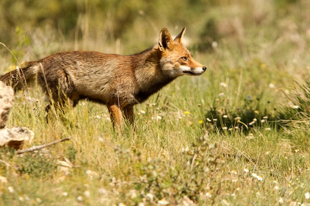 Rotfuchs am frühen Morgen, Säugetiere, Tiere, Vulpes vulpes