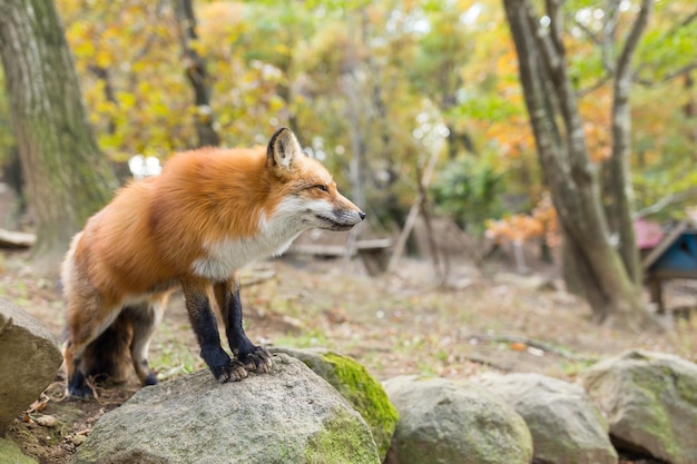 Rotfuchs, der auf Felsen steht