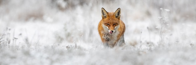 Rotfuchs, der auf Wiese in der Winternatur vorwärts geht.