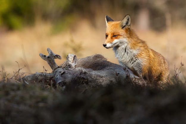 Rotfuchs, der im warmen Sonnenlicht auf die Beute auf dem Feld schaut