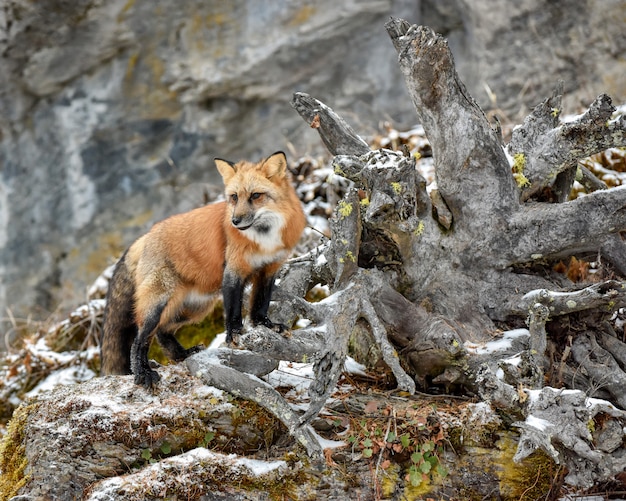 Rotfuchs, der neben Wurzeln eines umgestürzten Baumes steht