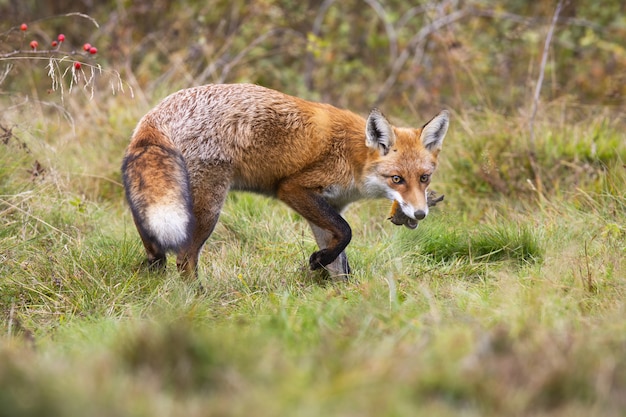 Rotfuchs, der sich auf einer Wiese mit grünem Gras umdreht und toten Vogel hält