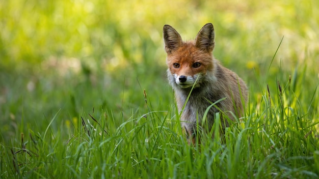 Rotfuchs, der von einem Schutz in einem hohen grünen Gras auf einer Wiese in der Sommernatur schaut