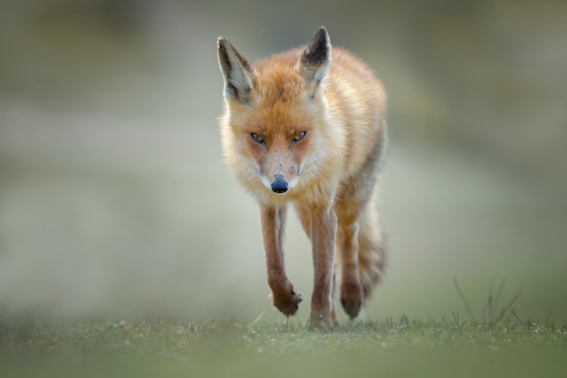 Rotfuchs ein schönes Tier in einem Naturlebensraum.