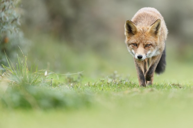 Rotfuchs ein schönes Tier in einem Naturlebensraum.