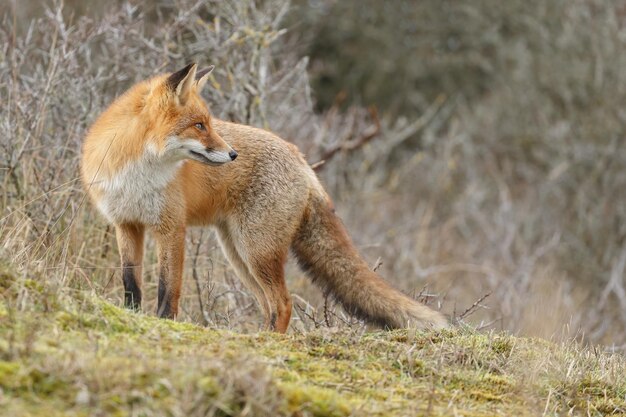 Rotfuchs ein schönes Tier in einem Naturlebensraum.