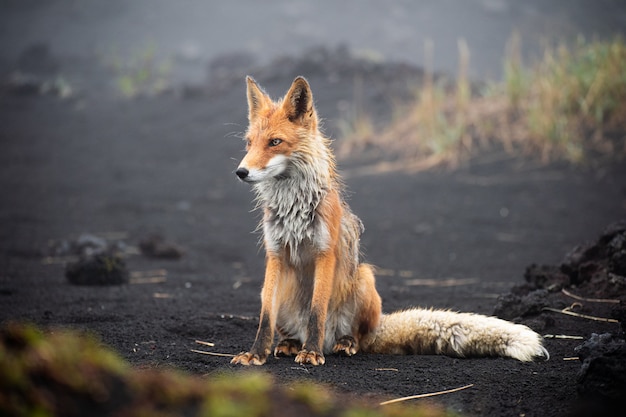 Rotfuchs hautnah. Porträt eines Fuchses in Kamtschatka