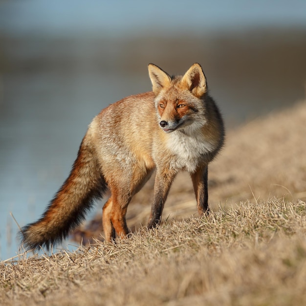 Rotfuchs in der Natur.