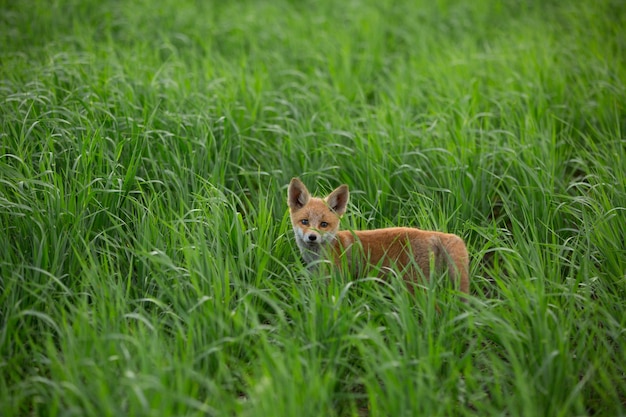 Rotfuchs in einem Feld mit jungem grünem Weizen