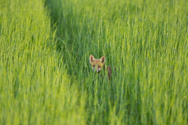 Rotfuchs in einem Feld mit jungem Weizen