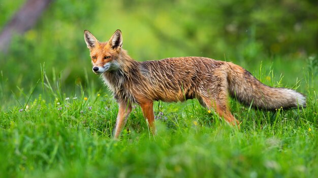 Rotfuchs mit nassem orangefarbenem Fell und flauschigem Schwanz, der zwischen den Wildblumen blickt.