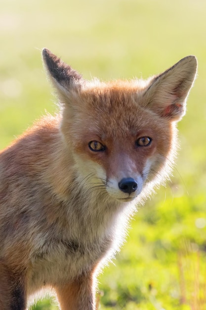 Rotfuchs Nahaufnahme Portrait (Vulpes Vulpes)