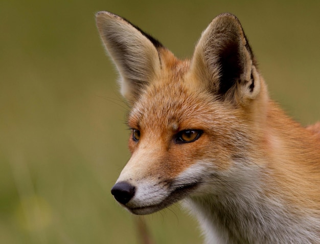 Rotfuchs schaut im Wald in die Ferne