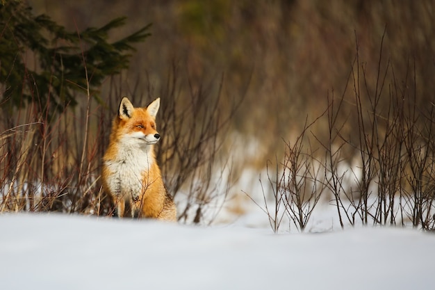 Rotfuchs sitzt auf einer schneebedeckten Wiese im Winter