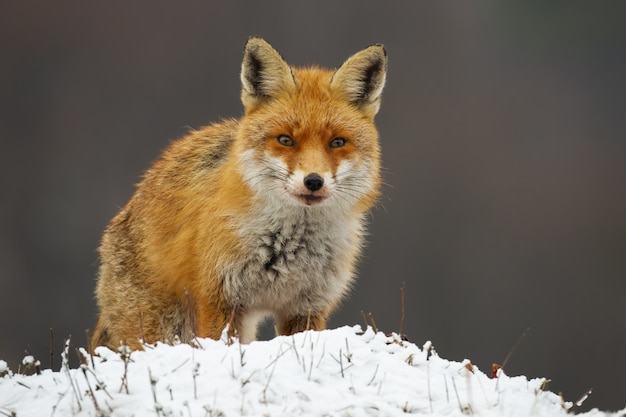 Rotfuchs stehend auf einer Wiese im Winter