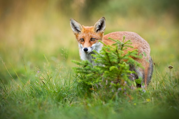 Rotfuchs versteckt sich hinter einem kleinen Fichtenbaum auf Lichtung im Sommer