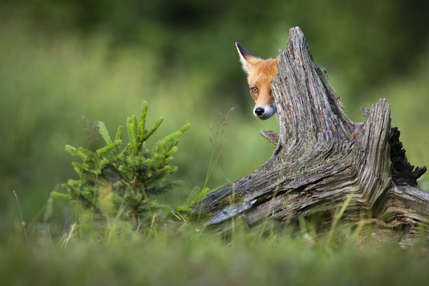 Rotfuchs versteckt sich hinter Stamm in der Frühlingsnatur.