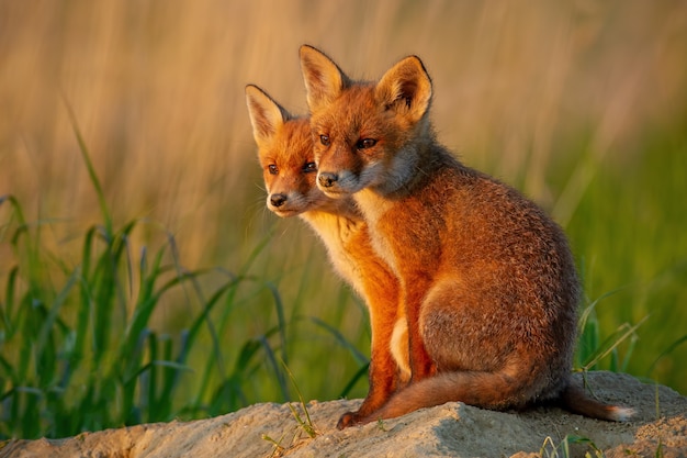 Rotfuchs, vulpes vulpes, kleine junge jungen in der nähe der höhle, die neugierig herumschauen.