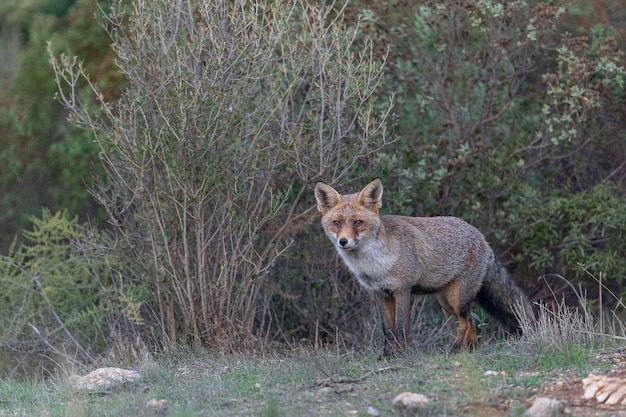 Rotfuchs Vulpes Vulpes Malaga Spanien