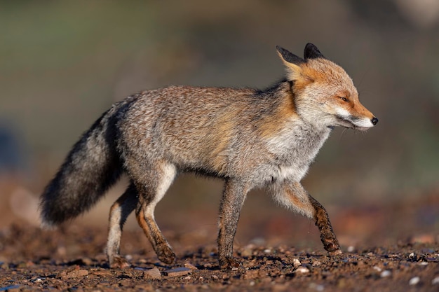 Rotfuchs (Vulpes Vulpes) Malaga, Spanien