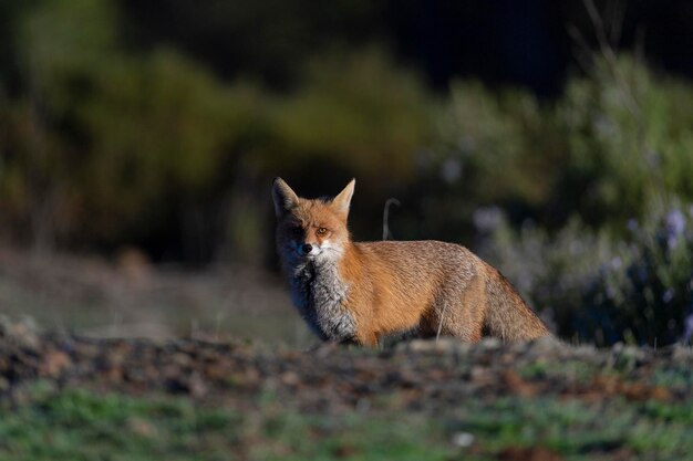 Rotfuchs (Vulpes Vulpes) Malaga, Spanien