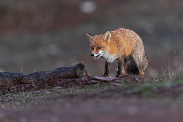 Rotfuchs (Vulpes Vulpes) Malaga, Spanien