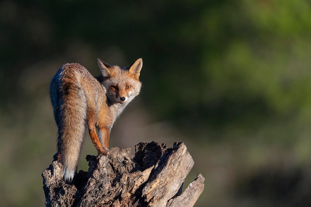 Rotfuchs (Vulpes Vulpes) Malaga, Spanien