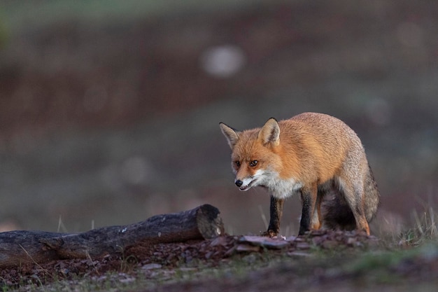 Rotfuchs (Vulpes Vulpes) Malaga, Spanien