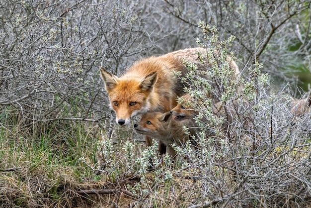 Rotfuchs (Vulpes vulpes) Mutter und ihre neugeborenen Rotfuchsjungen in der Natur an einem Frühlingstag