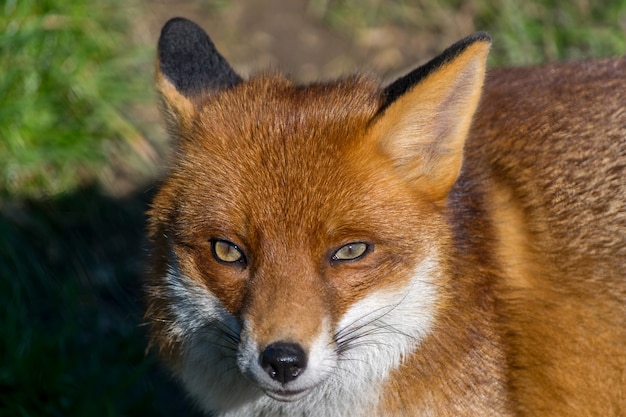 Foto rotfuchs (vulpes vulpes)