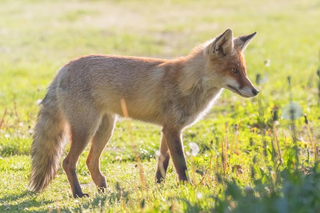 Rotfuchs (Vulpes vulpes)