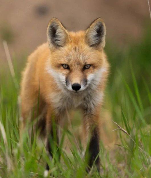 Rotfuchs Wildfuchs im Naturdschungelwald