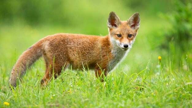 Rotfuchsjunges, das zur Kamera auf sonniger Wiese im Sommer schaut