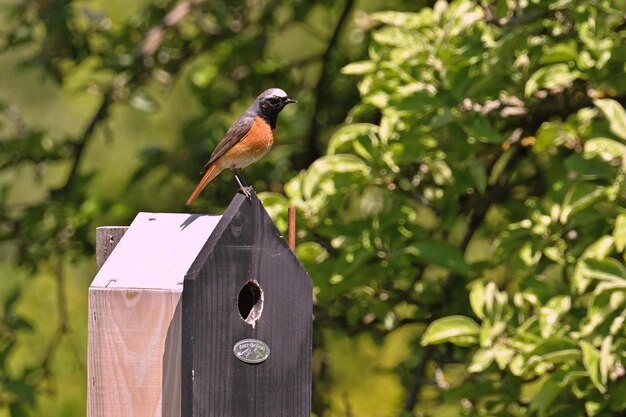 Rotgeflügelte Amsel im Nest