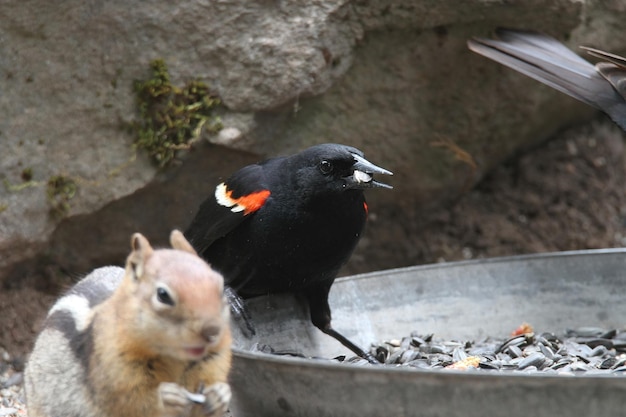 Rotgeflügelter schwarzer Vogel