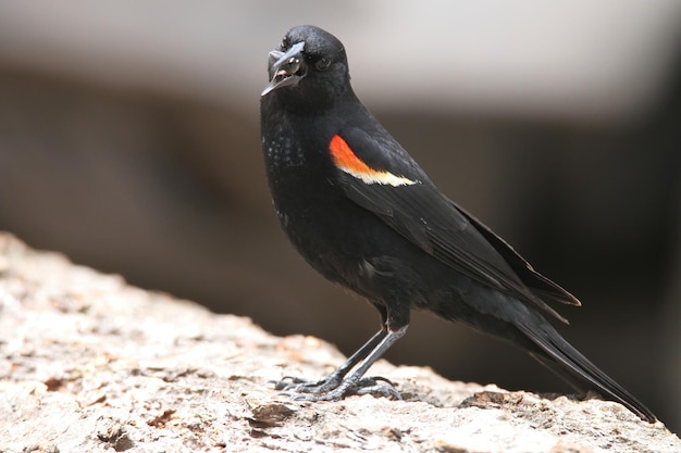 Rotgeflügelter schwarzer Vogel