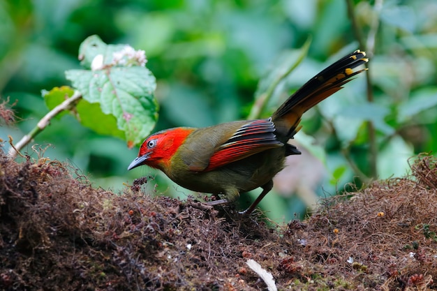 Rotgesichtige Liocichla Liocichla phoenicea Schöne Vögel von Thailand, die auf dem Baum sitzen