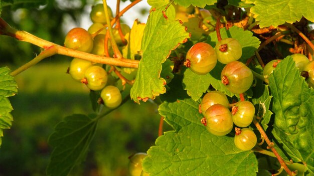 Rotgrüner Strom im Reifungsprozess