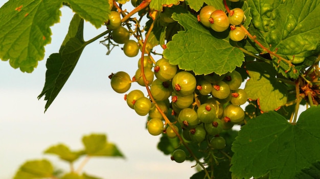 Rotgrüner Strom im Reifungsprozess