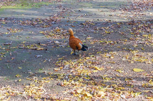 Rothaarige Ente Ogar im Wasser in einem Stadtpark