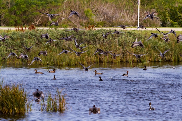 Rothaarige Enten im natürlichen Lebensraum auf South Padre Island, TX.