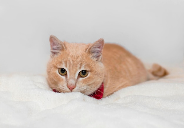 Rothaarige Katze in Fliege ruht auf weißem Plaid Charmantes Kurzhaar-Kätzchen schaut in die Kamera Isoliert auf weißem Hintergrund Konzept der Lieblingshaustiere Postkarten mit Tieren